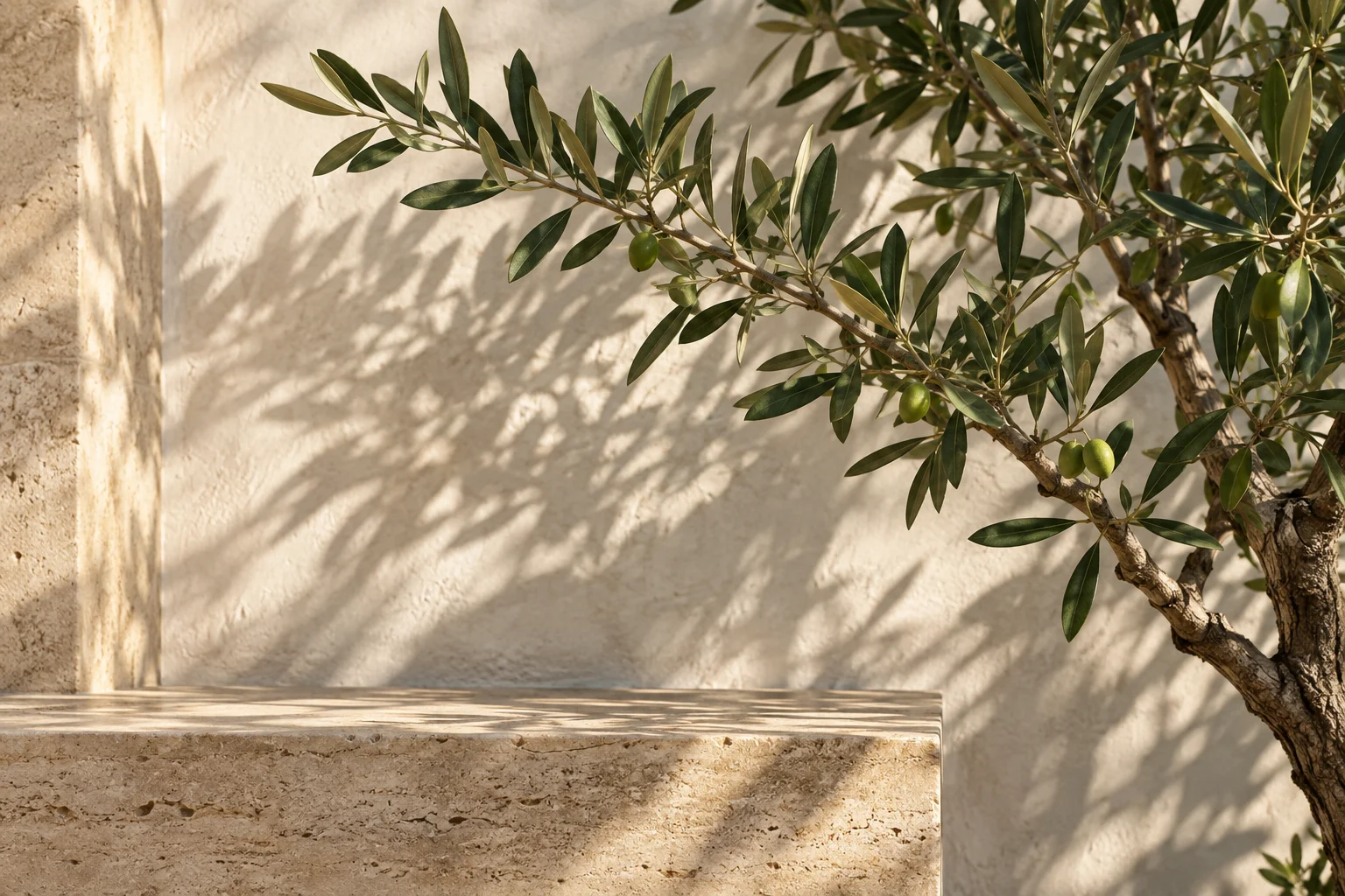 Olive branches and their shadows on sunlit stone
